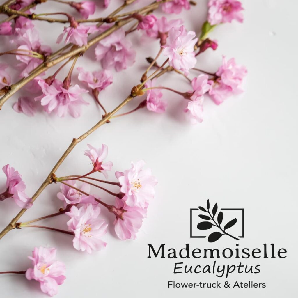 Réalisation Mademoiselle Eucalyptus - Création de site web - Hébergement - Maintenance